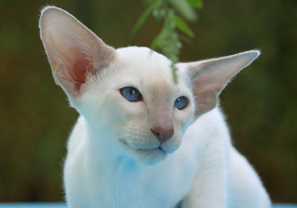 quel est le prix d un chat angora